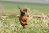 RODESIAN RIDGEBACK 069